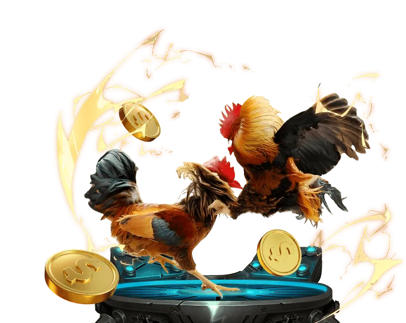 Đá gà tre, gà nòi